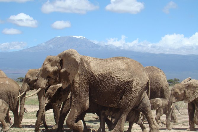3 days, 2 nights safari to Amboseli National park from Nairobi - What the private format really gives you