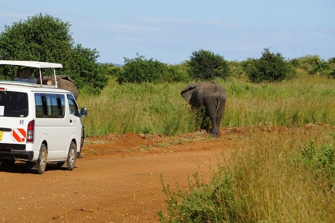 3 Days 2 Nights Safari to Saltlick Lodge from Nairobi - Should You Book the Saltlick Lodge Safari?