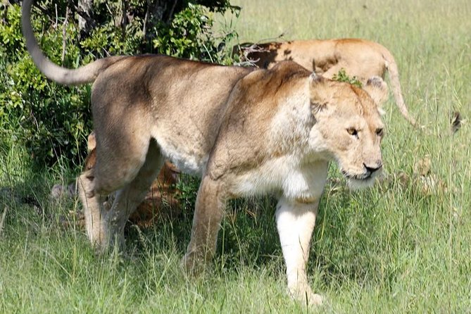 3 Days(2 nights) Tsavo East Tour & Saltlick (Cost based on minimum 2 persons) - Why this safari works well from Mombasa