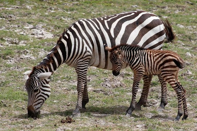 3 Days(2 nights) Tsavo East Tour & Saltlick (Cost based on minimum 2 persons) - Day two: early wildlife, then the Taita Hills waterhole