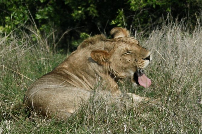 3 Days(2 nights) Tsavo East Tour & Saltlick (Cost based on minimum 2 persons) - Day three: one more search before the coast