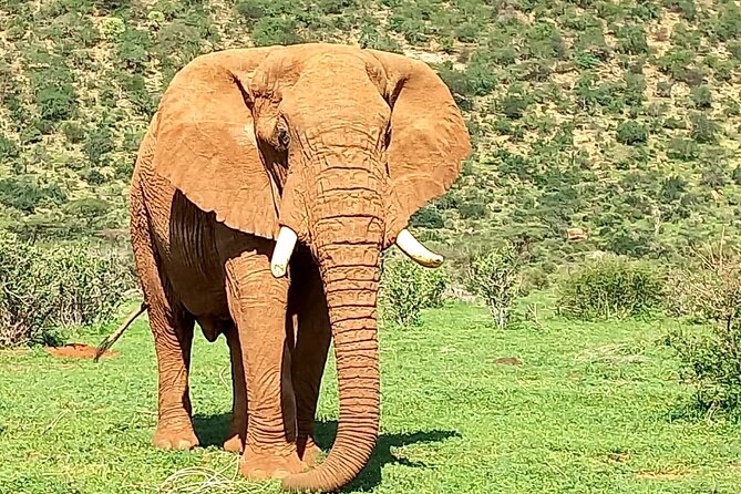 3 Days Adventure Tour in Masai Mara - What $990 buys you on this Masai Mara safari