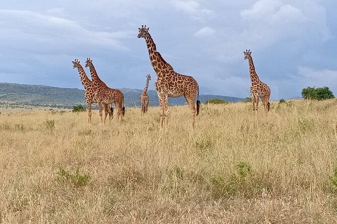 3 Days Adventure Tour in Masai Mara - Guides, communication, and vehicle questions