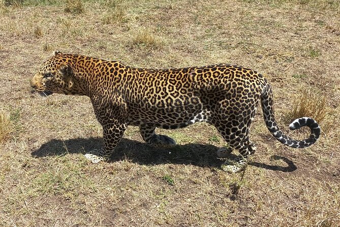 3 Days Adventure Tour in Masai Mara - The first Masai Mara drive at 4 p.m.