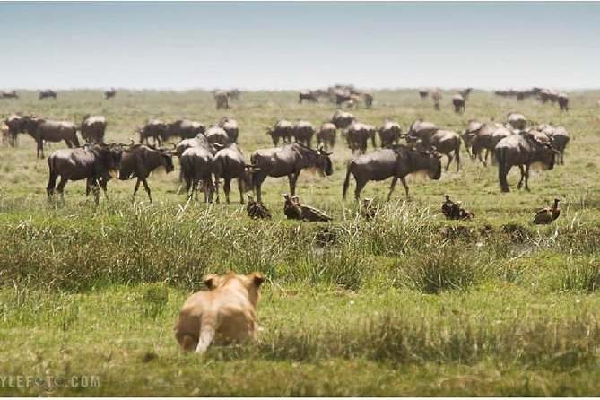 3 Days adventurous Maasai Mara Budget Group Safari - Day one: Nairobi to Maasai Mara by road