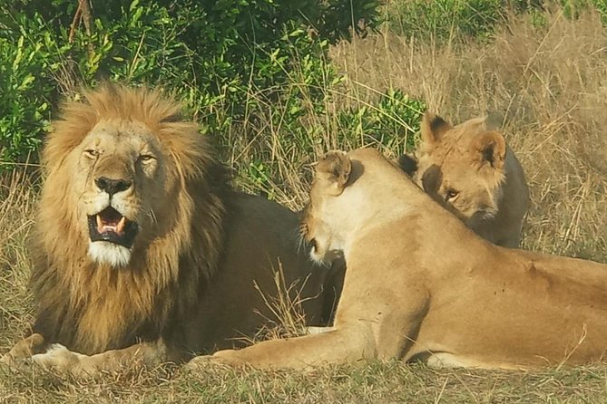 3 Days adventurous Maasai Mara Budget Group Safari - Day three: an early drive and the return to Nairobi