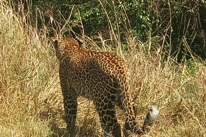 3 Days adventurous Maasai Mara Budget Group Safari - What the $850 price really covers