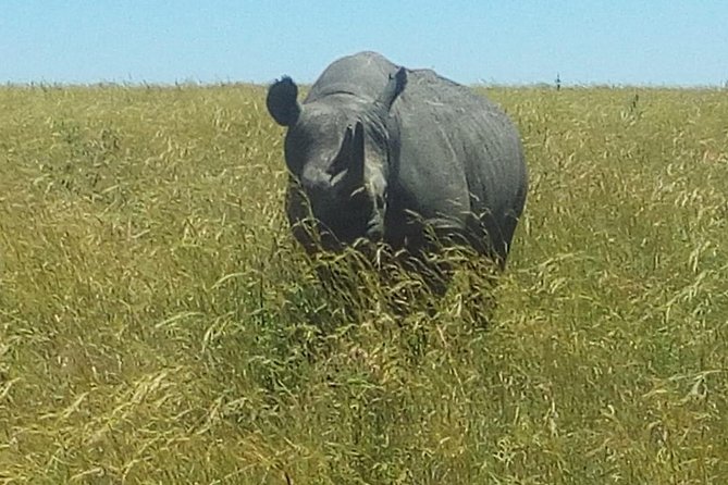 3 Days adventurous Maasai Mara Budget Group Safari - The safari van, group size, and comfort