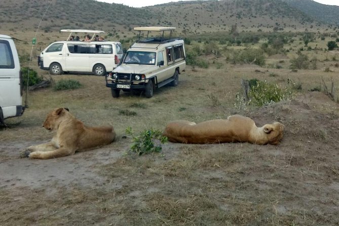 3 Days adventurous Maasai Mara Budget Group Safari - What wildlife sightings can reasonably mean