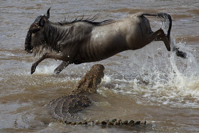 3 Days adventurous Maasai Mara Budget Group Safari - Day two: a full day among lions, elephants, and hippos