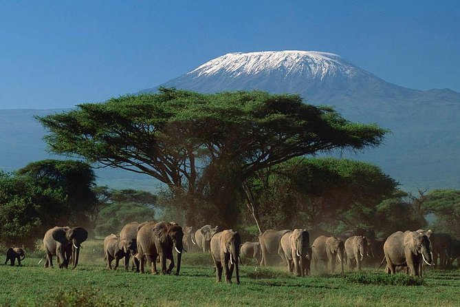 3 days Amboseli, Land of Kilimanjaro - Why Amboseli works so well for a short safari