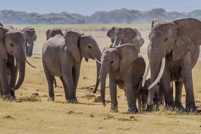 3 days Amboseli, Land of Kilimanjaro - Day two: the full Amboseli wildlife day