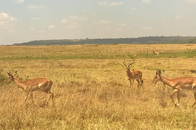 3 Days Amboseli National Park - Leaving Nairobi at 8:00 am