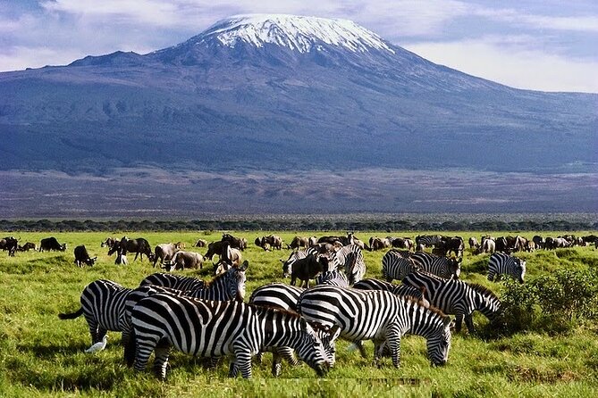 3 Days Amboseli National Park safari - Key points to know before booking