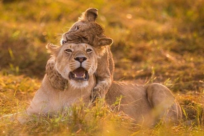 3 Days Amboseli National Park safari - Day 3: A final game drive on the road back