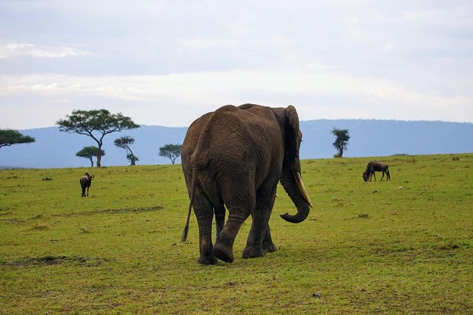 3 Days Amboseli National Park safari - The private format and the role of the guide