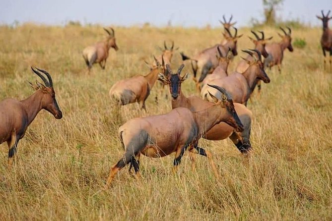 3 Days Amboseli National Park safari - Food, lodge time, and the pace between drives
