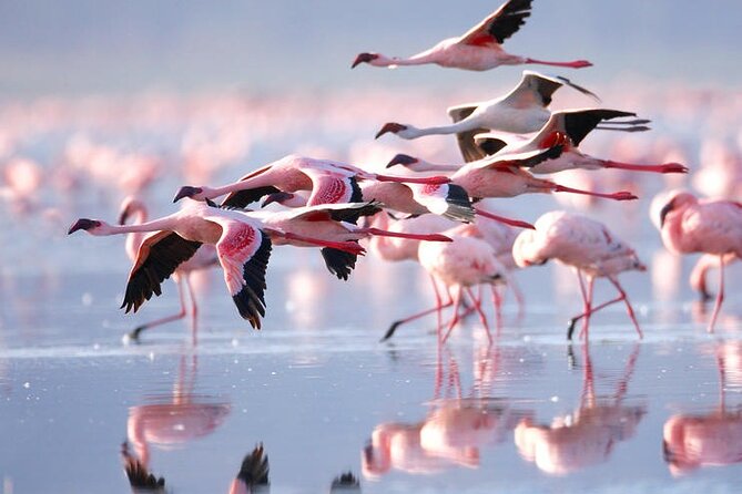 3 Days Amboseli National Park safari - Who will enjoy this safari most