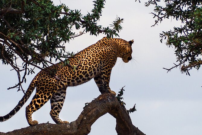 3 Days and 2 Nights Adventure in Masai Mara - Key points to know before booking