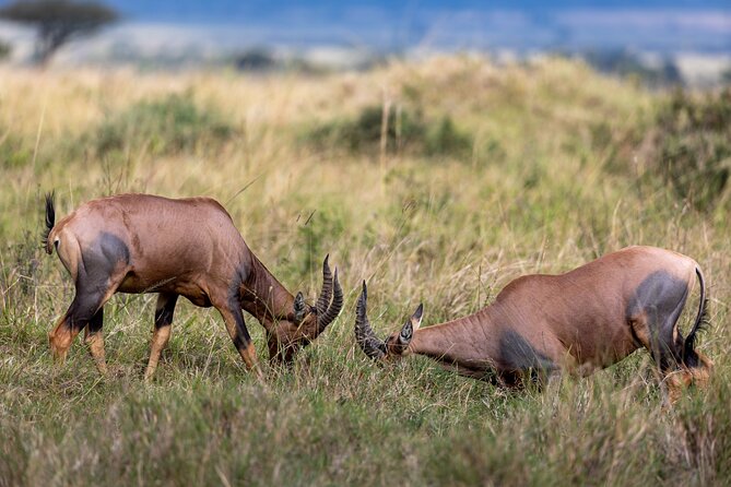 3 Days and 2 Nights Adventure in Masai Mara - Day three: farewell drives and a long return
