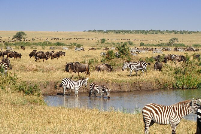 3 Days and 2 Nights Adventure in Masai Mara - Who will get the most from this safari