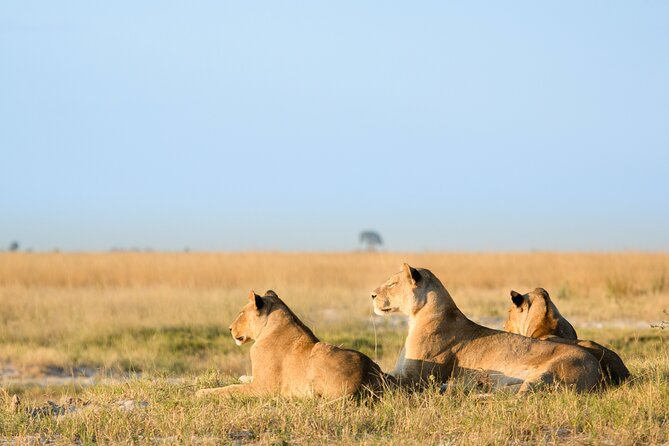 3 Days and 2 Nights Adventure in Masai Mara - Day two: the full wildlife day