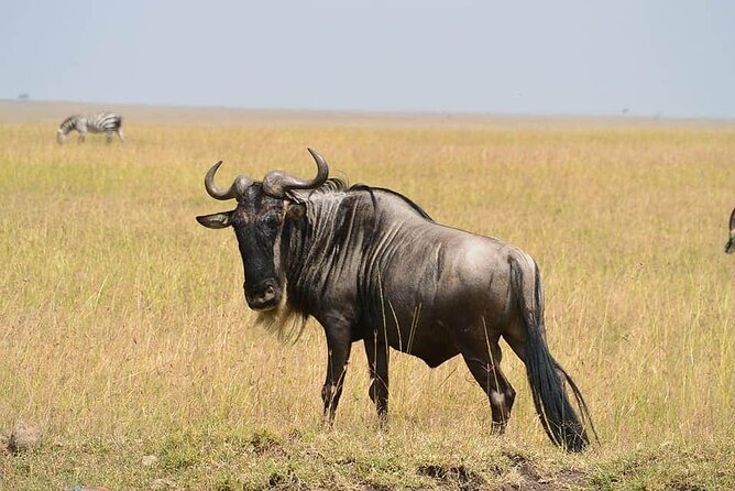 3 Days Budget Masai Mara Safari - Why this short safari works