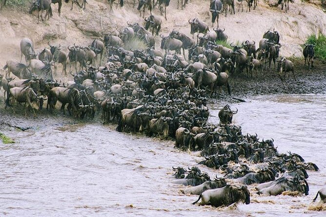 3 Days Budget Masai Mara Safari - A full day among the Masai Mara’s plains