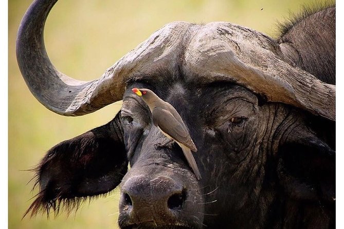 3 Days Budget Masai Mara Safari - What the $320 price really covers