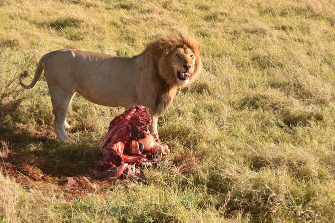 3 Days Gamedrive Safari In Masai Mara From Nairobi - Guide quality matters on a safari