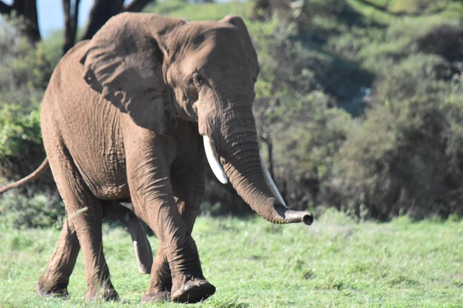 3 Days Gamedrive Safari In Masai Mara From Nairobi - Sleeping at the budget tented camp