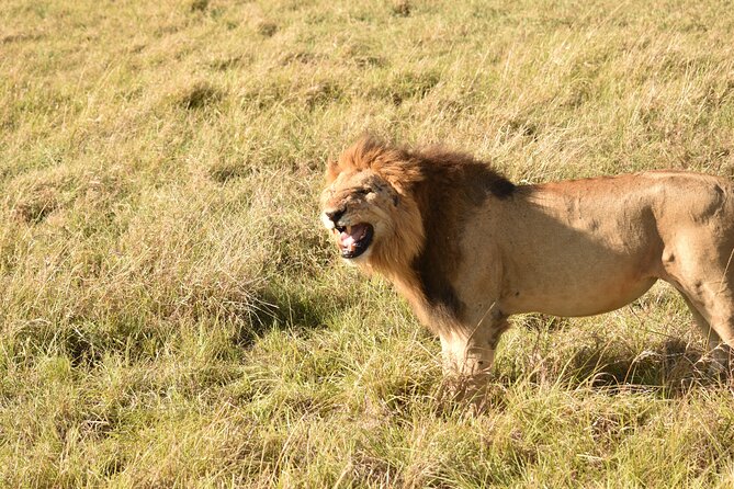 3 Days Gamedrive Safari In Masai Mara From Nairobi - Who should book this Maasai Mara trip?