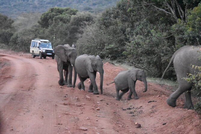3 days group joining safari to Maasai Mara with a Land Cruiser Jeep - Why three days works well in Maasai Mara