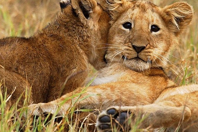 3 days group joining safari to Maasai Mara with a Land Cruiser Jeep - The first afternoon drive from 4 to 6 pm