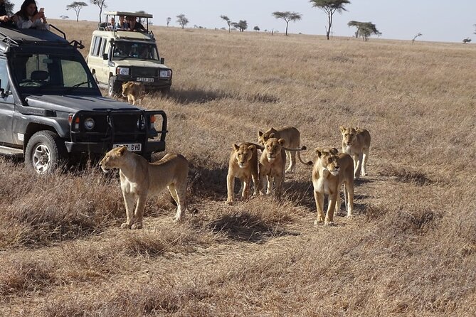 3 days group joining safari to Maasai Mara with a Land Cruiser Jeep - The driver-guide can shape the entire safari