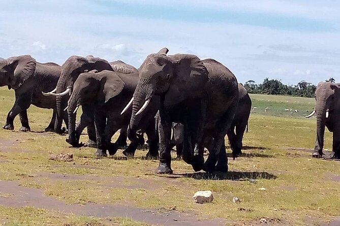 3 days group joining safari to Masai Mara with a Land CruiserJeep - What $217 per person really covers