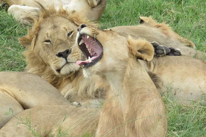 3 days group joining safari to Masai Mara with a Land CruiserJeep - Two nights at Miti Mingi Camp or a similar tented camp
