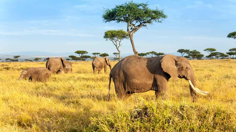3 days group safari to maasai mara with a 4x4 landcruiser - Day one: Nairobi, the Rift Valley, and a first Mara drive