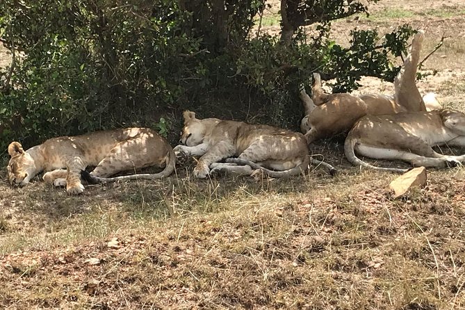 3 Days Maasai Mara Budget Group Safari - Day one: Nairobi, the Rift Valley, and your first Mara drive