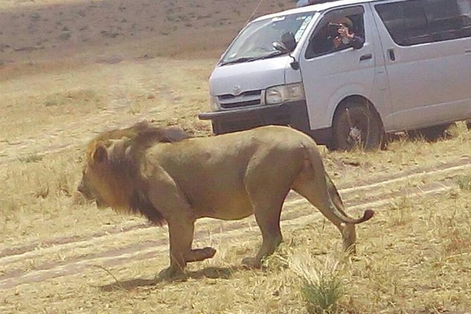 3 Days Maasai Mara Budget Group Safari - Day three: an early drive and the return to Nairobi