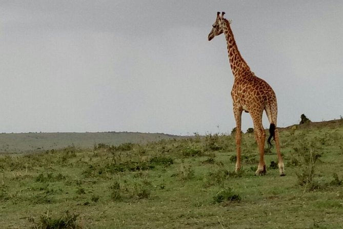 3 Days Maasai Mara Budget Group Safari - What the $660 price really covers