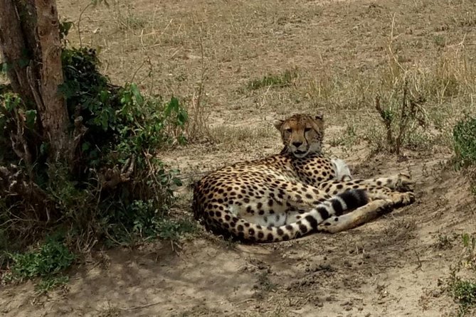 3 Days Maasai Mara Budget Group Safari - Should you book it?