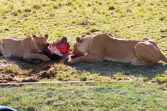 3 Days Maasai Mara Budget Group Safari - Day two: a full day among lions, elephants, and open plains