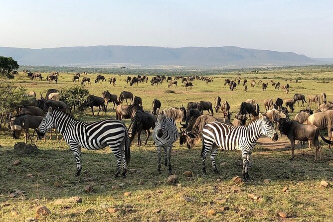 3-Days Maasai Mara Camping Safari on 4x4 Land Cruiser Jeep - A full day searching for the Big Five