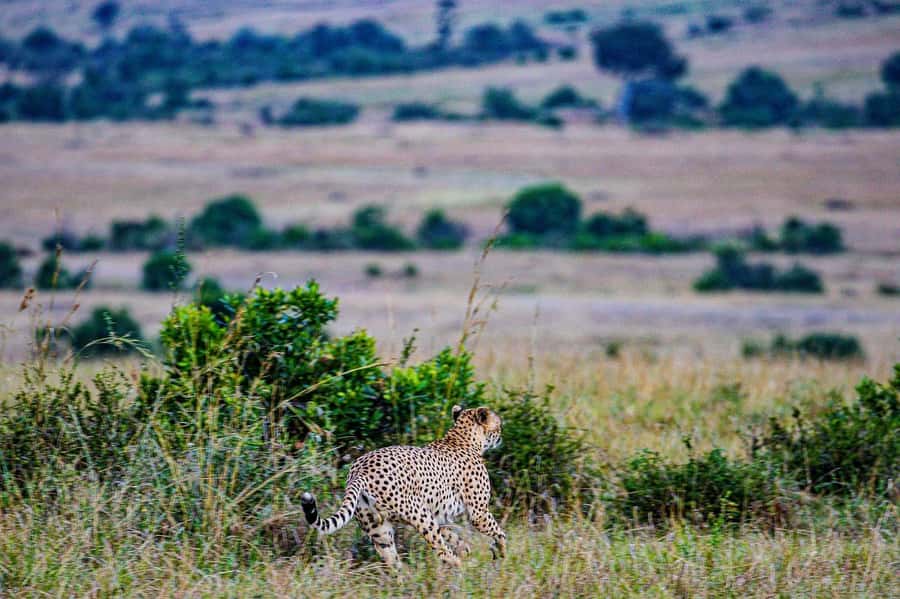 3 Days Maasai Mara Group Safari using a 4x4 Landcruiser - The full-day Maasai Mara game drive