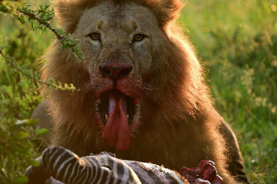 3 Days Maasai Mara Group Safari using a 4x4 Landcruiser - Day 3 and the optional Maasai village visit