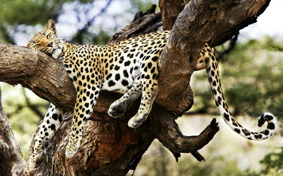 3 Days Maasai Mara Group Safari using a 4x4 Landcruiser - Extra costs that change the value