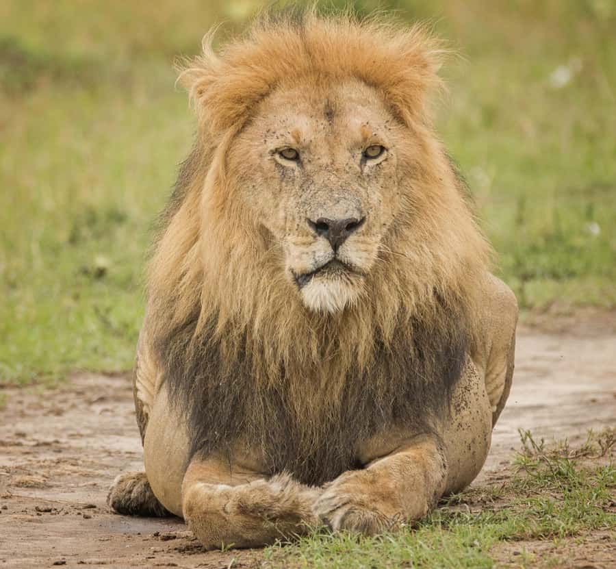 3 Days Maasai Mara Group Safari using a 4x4 Landcruiser - Who should book this safari?