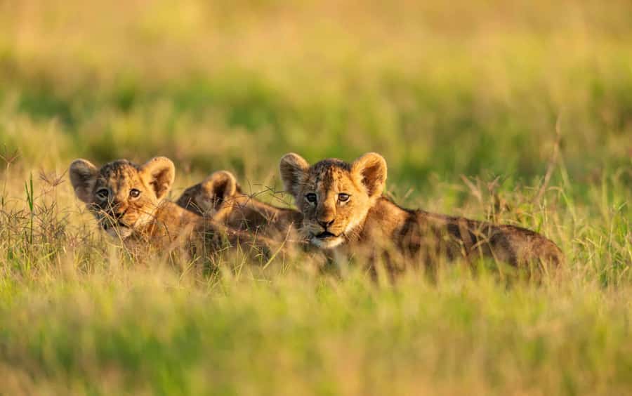3 Days Maasai Mara Group Safari using a 4x4 Landcruiser - The 4 pm sunset game drive