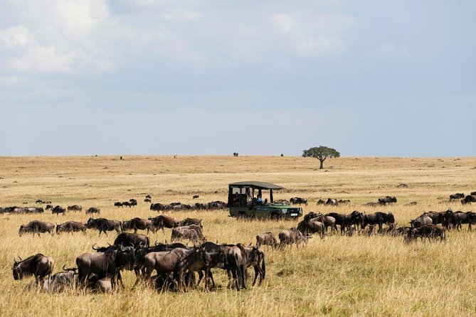 3 Days Maasai Mara Guided Safari from Nairobi - The full-day Maasai Mara game drive